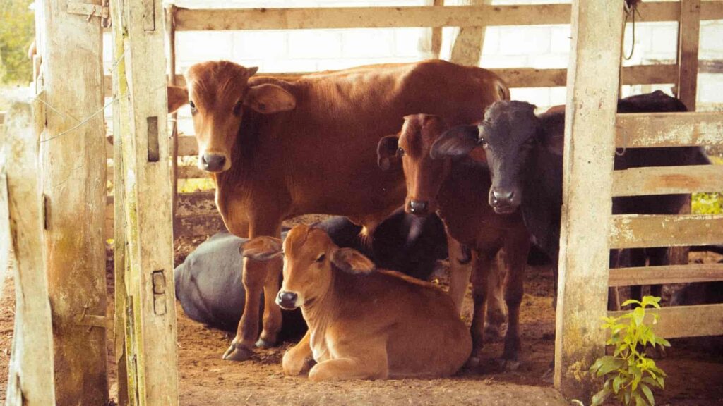 Group of cattle in a farm which uses techniques of management in agribusiness.