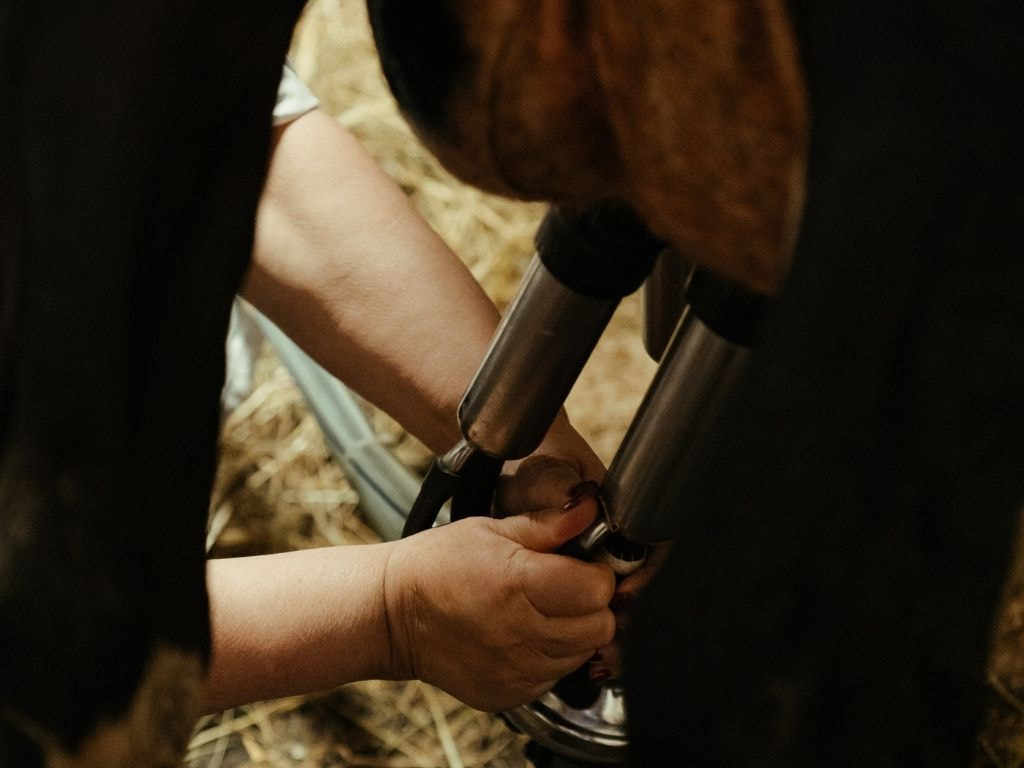 Rural worker milks a cow in a farm which uses techniques of management in agribusiness.